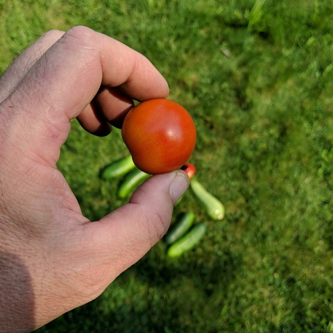 One of the new ripe tomatoes before it was eaten. They are from seeds saved from hybrid on the vine greenhouse tomatoes sold commercially.