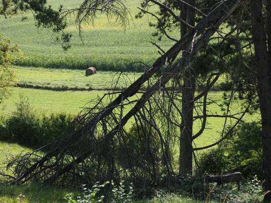 a fallen conifer in front of a field of corn and a bale of hay
