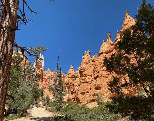 Hiking among the hoodoos Tall pine trees grow on the canyon floor, contrasting green tree, orange stone and deep blue sky.