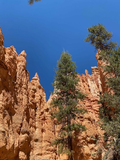 Hiking among the hoodoos Tall pine trees grow on the canyon floor, contrasting green tree, orange stone and deep blue sky.