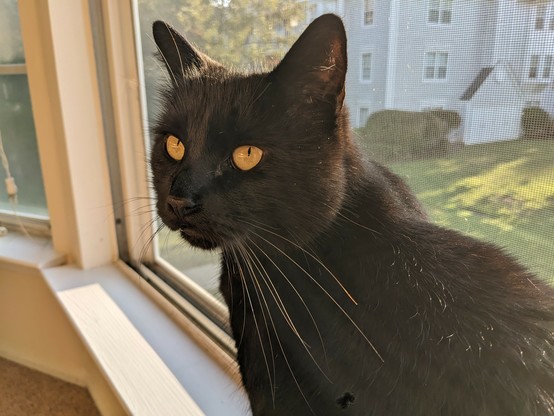 Black cat with bright yellow eyes, sitting on window sill, staring somewhat intently, as if, to imply that his words (and stares) should be taken very seriously today (Friday the 13th).