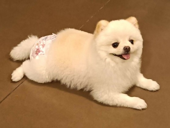 Photo of a little white fluffy dog (just relaxed and hanging out while the humans are dancing)