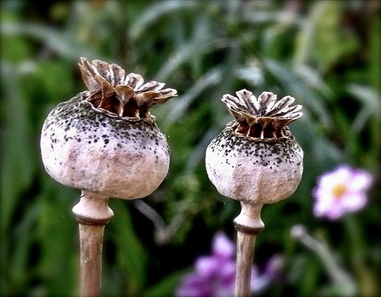 Photo of two Poppy Pods next to each other.
Colours are beige, brown and black