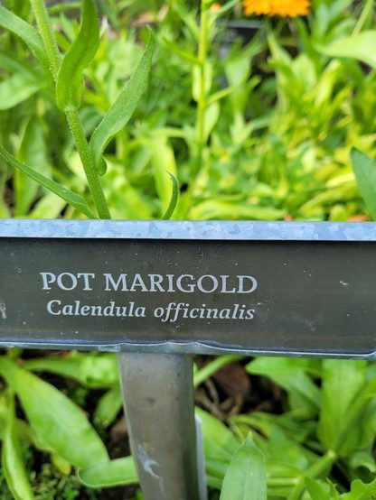 A sign reading Pot Marigold (Calendula officinalis)