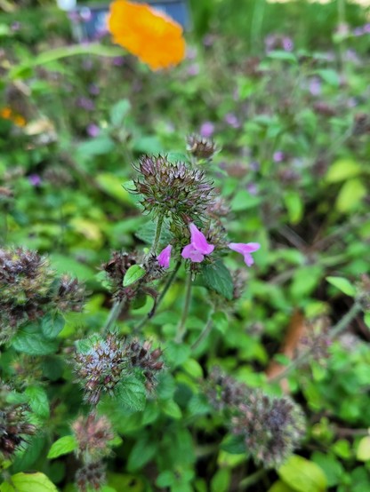 The small, purple, tubular flowers of the Pot Marjoram herb, the flowers look a lot like bee balm's  flowers.
