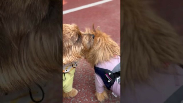 【なかよっしー】#shorts #dog #norfolkterrier #norwichterrier #kichi #cute #吉 #愛犬キチ #ナッツ #仲良し #dogs