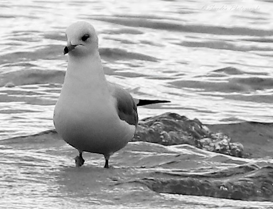 "The image is a black and white photograph featuring a laughing gull standing in the surf, with gentle waves in the background. The gull is positioned in the center of the frame, facing slightly to the right with its beak closed. Its plumage appears smooth and well-defined against the soft ripples of water surrounding it. The bird’s legs are partially submerged in water, indicating it is standing at the edge near where water meets land. There’s a contrast between the stillness of the gull and the dynamic movement of water, which adds an interesting element to the image." - Copilot with edits