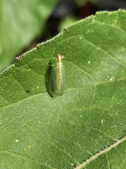 A smallish, green elongated insect is sitting on a green sunflower leaf. Its wings are near-transparent and very delicate.