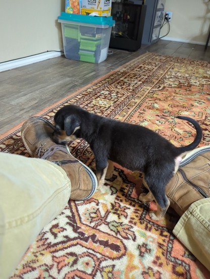 puppy