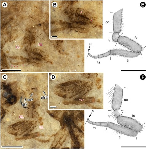 This image shows the unique raptorial forelegs of Archarhachiberotha longitarsa J. Wang, Ren & Y. Wang gen. & sp. nov., which is characterized by the typically elongated coxa, relatively less-swollen femur and rudimentary small femoral spines, and well-developed tarsi. Based on the detailed analyses of morphology and biological function of the raptorial forelegs, it is concluded that Archarhachiberotha evolved into an unknown but primitive raptorial type that is distinctly different from the extant morphological features and raptorial mechanism.