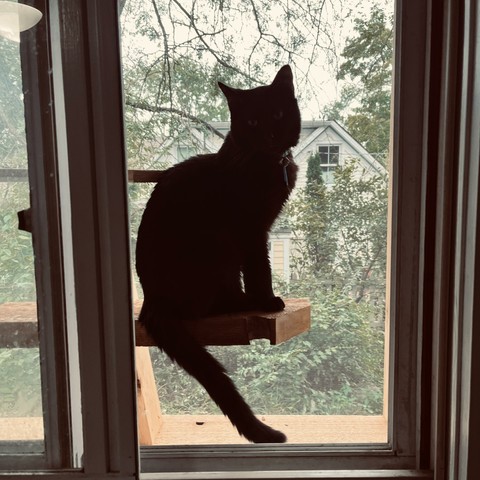 a black cat site looking at us (though he is backlit, so it's hard to see his eyes) on a wooden plank in an enclosed play structure just outside an open window