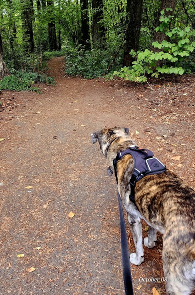 Hazel my black and brown brindle dog decided we should walk through the forested park on our way home this morning. The.path beckons as it dives into the treeline of Douglas Firs