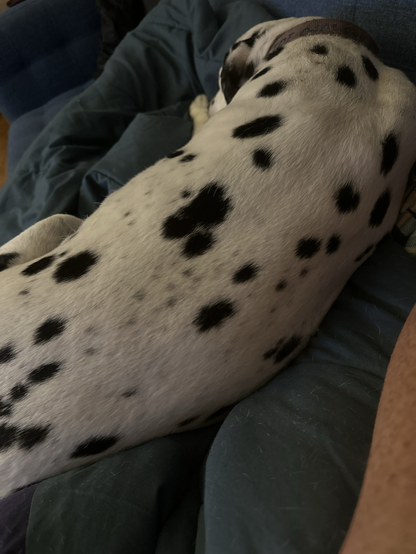 A Dalmatian is fast asleep on a sleeping bag on a couch.