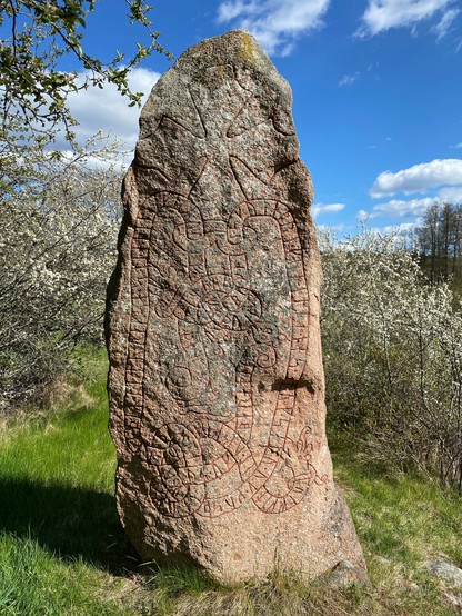 Photo of the runestone U 160. It is surrounded by branches with white flowers. The sky is blue with a few white clouds. The stone has a large cross at the too. There are two carved snakes crossing each other and connected with a band. There are lots of runes inside the snakes.