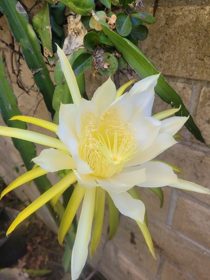 Giant dinner plate sized flower, yellow and white, growing on a cactus next to a wall.
