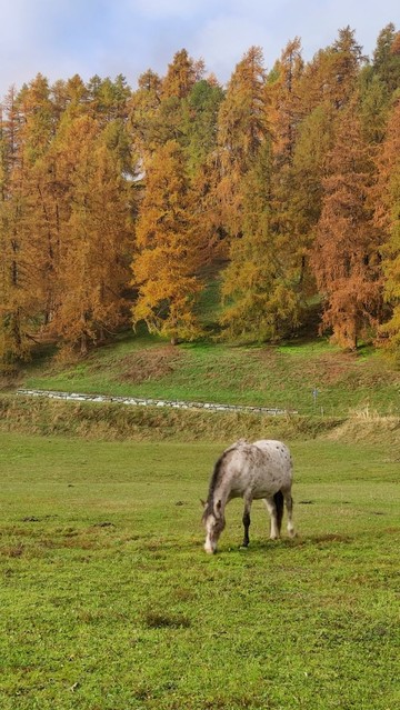 Un cavallo bianco pomellato in un prato ancora verde. Sullo sfondo un bosco di larici col fogliame ocra/arancione.