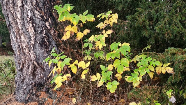 Un ramo con foglie verdi e gialle ai piedi di un tronco.