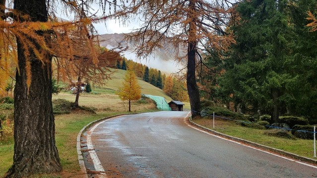 Una strada di montagna curva a destra incorniciata da qualche larice dal fogliame giallo e alcuni abeti.