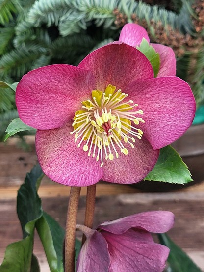 Helleborus "Early Red" Blüte