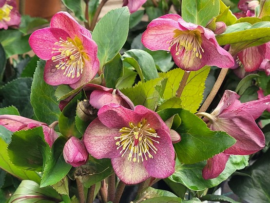 Helleborus "Early Red" Blütenstand