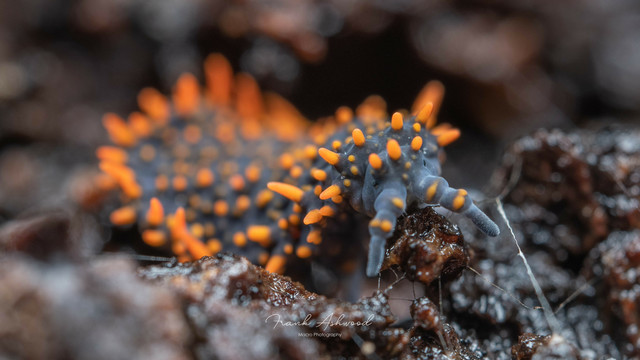 A photograph of a blue, soft-bodied springtail invertebrate, with long orange spines covering its back. The springtail is crawling on the surface of a decaying log, and facing the camera.