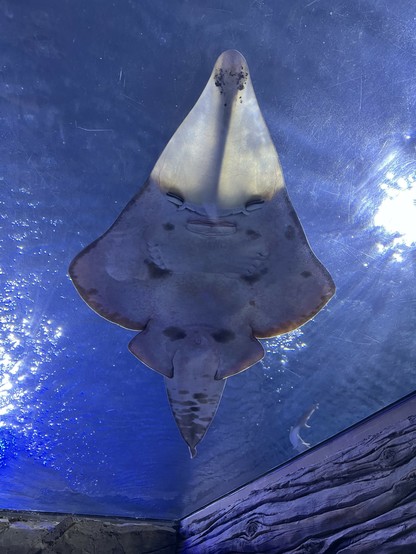 Photo of a manta ray taken from below it due to being under an aquarium.
