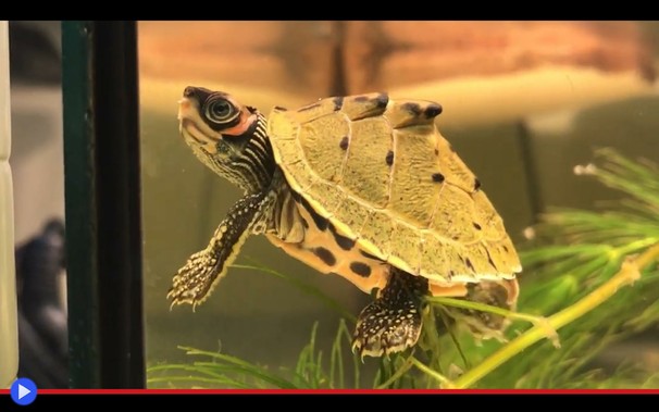 Piccola tartaruga fotografata di profilo in un acquario con il dorso caratterizzato da una preminenza di forma triangolare, esteriormente simile a una pinna dorsale o l'ornamento protettivo di un dinosauro.