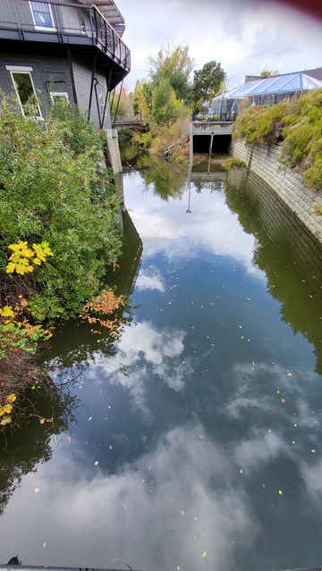 A channeled creek with bushes and a building on the left and a stone wall on the right.  The channel is half full of water and the partly cloudy sky reflects on the still water. Some yellow leaves float on the water and one of the riparian bushes has yellow leaves.
