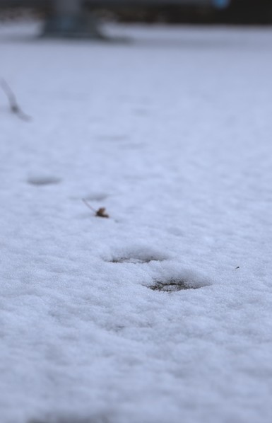 Nahe Fotografie einer frischen, dünnen weißen Schneedecke. Im Fokus liegen im Vordergrund zwei kleine Pfötchenabdrücke, in denen der graue Asphalt unter dem Schnee sichtbar wird. Die Spur setzt sich nach hinten in der Unschärfe des Bildes fort. Ansonsten wird die Schneedecke nur von einem klitzekleinen braunen Blattfragment zwischen dem ersten und dem zweiten Spurenpaar sowie einem kleinen Zweig am linken Bildrand gestört. Die Fotografie scheint fast schwarz-weiß.