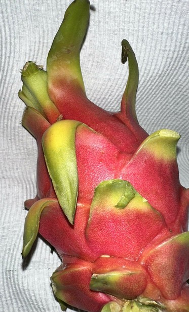 My dragonfruit for lunch