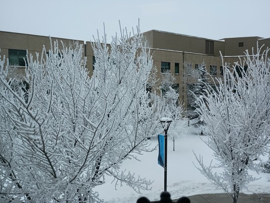 The view out of my office window shows several trees, bare of leaves but each branch is white and bushy with hoar frost. Through and largely obscured by the trees, you can see the building across the way. In the foreground there is a blue banner hanging from a lightpost. 

In the bottom of the frame, and very blurry from being out of focus, you can see the top of the head and wings of a weeping angel figure. You can't tell that that's what it is from the picture, but I'm in my office, so *I* know.
