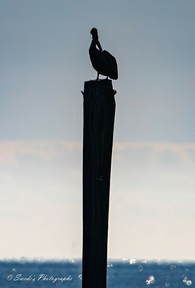 "The image shows a silhouette of a brown pelican perched on top of a tall timber pile that rises out of the ocean. The background features a gradient sky transitioning from light to darker shades, with the ocean visible below, reflecting light and creating a sparkling effect on the water's surface. The photograph captures the serene and solitary nature of the pelican against the tranquil seascape, highlighting the contrast between the dark silhouette and the bright background. The image is interesting due to its composition, the play of light and shadow, and the peaceful ambiance it conveys." - Copilot