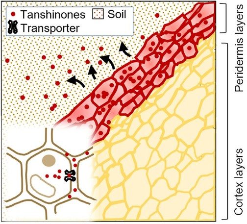 Diagram representing the transport of tanshinones from the peridermal layer to the soil.