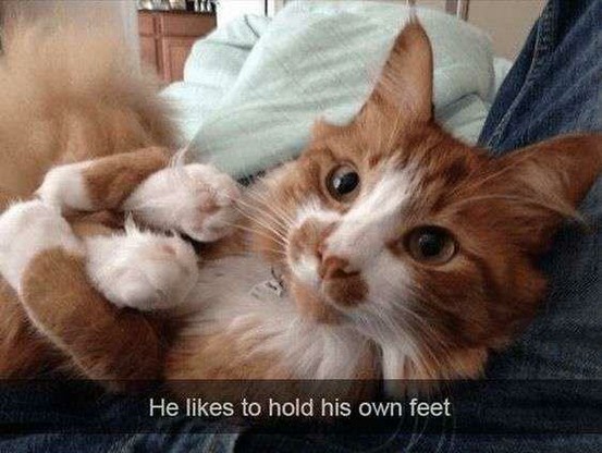 A cat... Holding it's own feets. Odd but cute. He looks at the camera in a silly way.