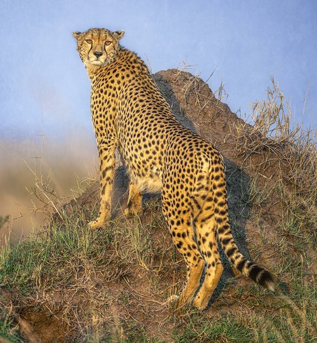 A cheetah standing high on a termite mound looking back straight at the camera.  Photographed in the Masai Mara of Kenya.  See more here:  https://joan-carroll.pixels.com/featured/cheetah-scanning-for-prey-2-kenya-joan-carroll.html

 #cheetah #masaimara #kenya #savanna #wildlife #wildlifephotography #predator #spotted #giftideas #AYearForArt #buyIntoArt #wallart #artforsale @joancarroll