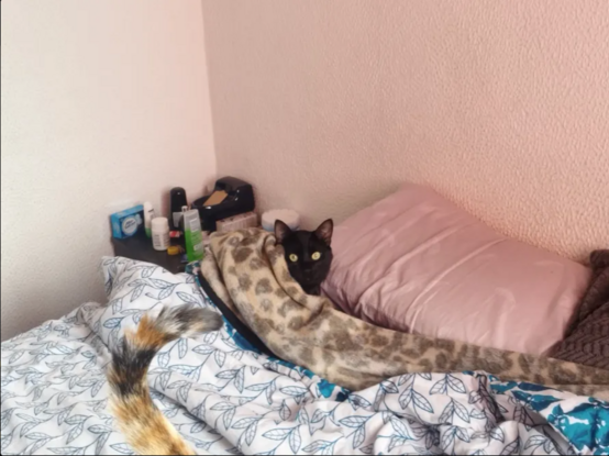foto de un gato negro adulto acostado en una cama y envuelto en las cobijas