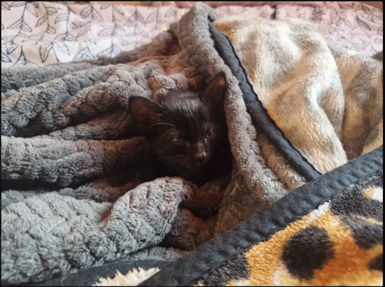 foto de un gatito negro acostado en una cama y envuelto en las cobijas de una cama sin tender
