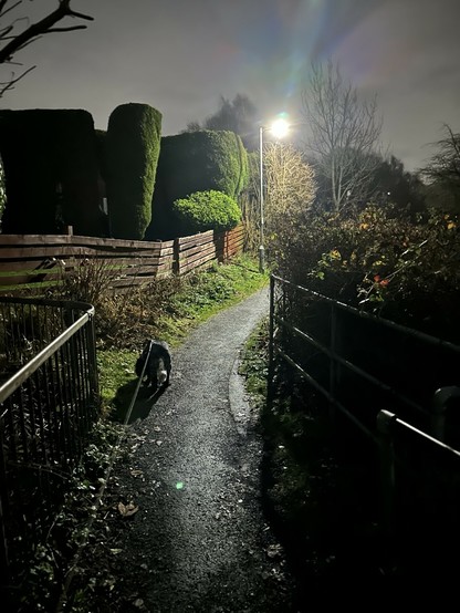 A path leading up hill from a bridge lined with hedges and wooden fences; a street light illuminates the path where a cocker spaniel. Is sniffing a patch of grass