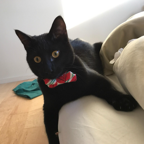 Norman a shorthair black cat is laying pre-pounce eyes focused on a toy. a holiday themed bow tie makes him look so proper and festive