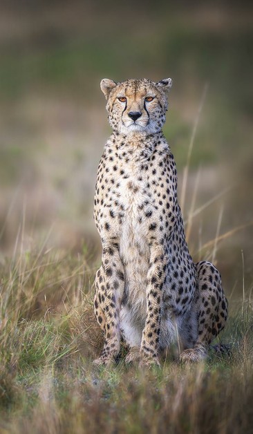 A cheetah sitting upright and alert for any prey in the savanna of the Masai Mara in Kenya. See more here: https://joan-carroll.pixels.com/featured/cheetah-sitting-upright-masai-mara-kenya-3-joan-carroll.html

#cheetah #masaimara #kenya #africa #bigcats #predator #wildlife #wildlifephotography #animals #nature #savanna #giftideas #AYearForArt #buyIntoArt #wallart #artforsale @joancarroll