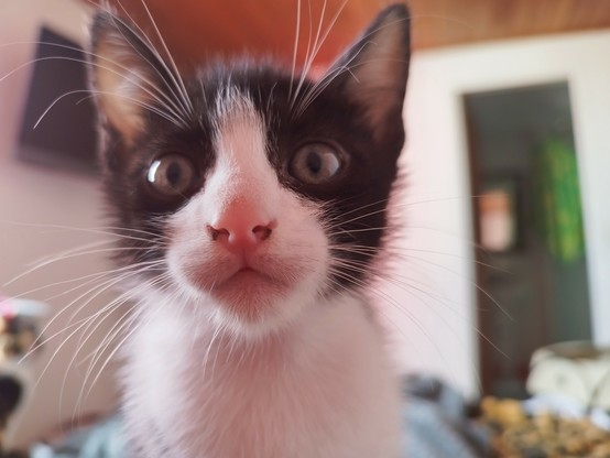 Close up of a black and white kitty showing his whiskers