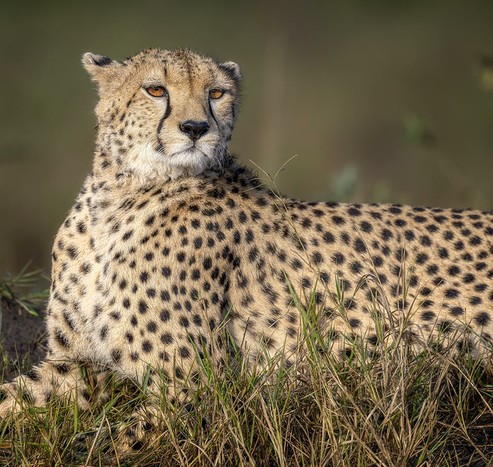 An elegant-looking cheetah seemingly relaxes on the ground but he eyes say that she is alert for any nearby prey. See more here: https://joan-carroll.pixels.com/featured/elegant-cheetah-masai-mara-kenya-joan-carroll.html

#cheetah #elegant #bigcat #spotted #masaimara #kenya #africa #wildlife #wildlifephotography #predator #savanna #giftideas #wallart #artforsale @joancarroll #AYearForArt #buyIntoArt