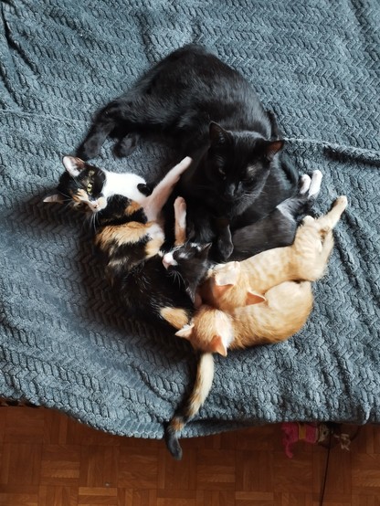 Foto de seis gatos acostados en una cama.