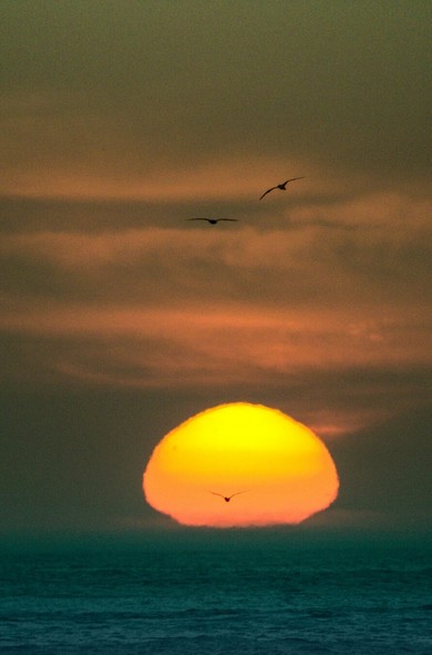 A Sunrise pic. The big yellow sun rising over the sea horizon. The sky is mostly orange with a couple of clouds. There are birds flying in the sky, and a bird over the sun.