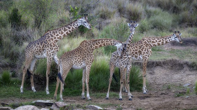 Four giraffes on the shore of a river in a variety of postures.  Photographed in the Masai Mara of Kenya. See more here:  https://joan-carroll.pixels.com/featured/four-giraffes-in-the-masai-mara-kenya-joan-carroll.html

#giraffes #masaimara #kenya #africa #wildlife #wildlifephotography #spotted #animals #wildlifereserve #savanna #grassland #AYearForArt #buyIntoArt #PhotographyCommunity #giftideas #wallart #artforsale @joancarroll