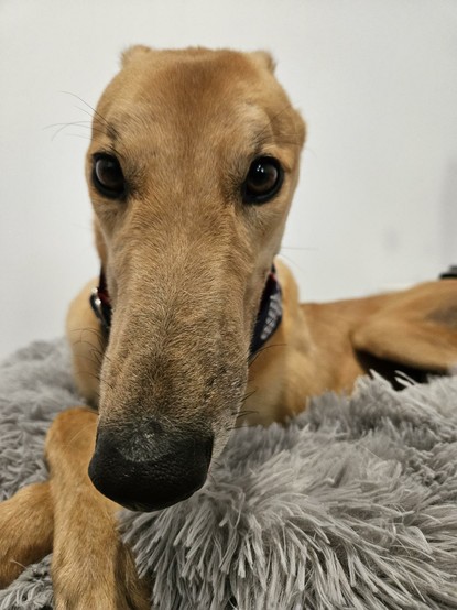 Ray (red fawn greyhound) lies on a plush Ottoman with this front feet crossed, looking into the camera.