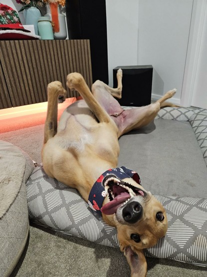 Ray (red fawn greyhound) lies on his back in the "roach" position, mouth open, tongue out and looking at the camera.