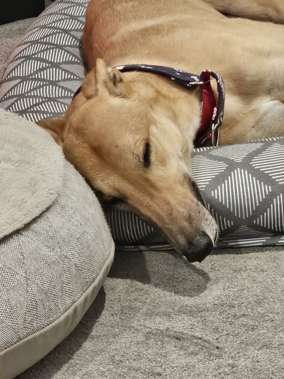 Ray (red fawn greyhound) asleep on a dog bed