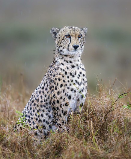 A cheetah sitting upright in the tall grass of the Masai Mara in kenya in the rain. See more here: https://joan-carroll.pixels.com/featured/cheetah-in-the-rain-masai-mara-kenya-joan-carroll.html

#cheetah #bigcat #wildlife #wildlifephotography #masaimara #kenya #rain #raining #elegant #predator #savanna #giftideas #wallart #artforsale @joancarroll  #BuyIntoArt #AYearForArt