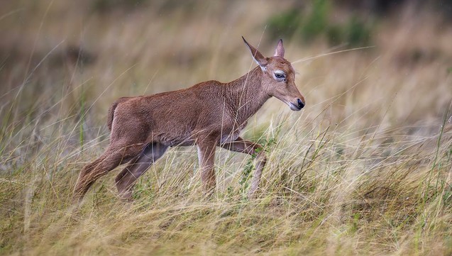 Close up of a topi calf walking through the savanna of the Masai Mara Kenya. See more here: https://joan-carroll.pixels.com/featured/topi-calf-masai-mara-kenya-joan-carroll.html

 #topi #calf #masaimara #kenya #africa #wildlife #wildlifephotography #animals #nature #savanna #AYearForArt #buyIntoArt #PhotographyCommunity #giftideas #wallart #artforsale @joancarroll